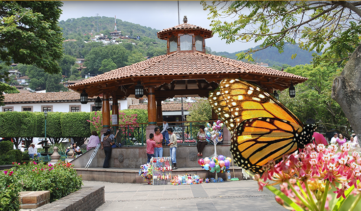 Mariposas Monarca Valle de Bravo